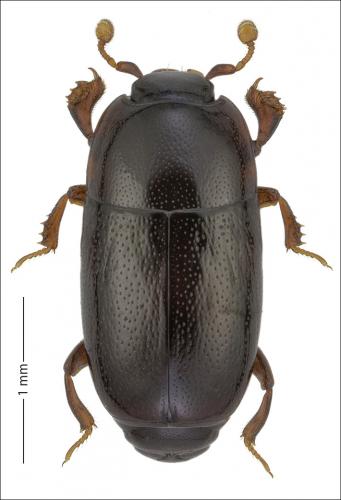 Réf. 268 839 : Paromalus parallelepipedus